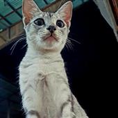Lễ H