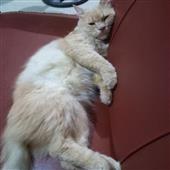 Kèo