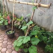 Diệp