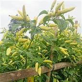 Luật