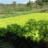 Ngườ