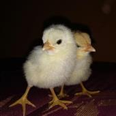 Sòng