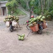 Công